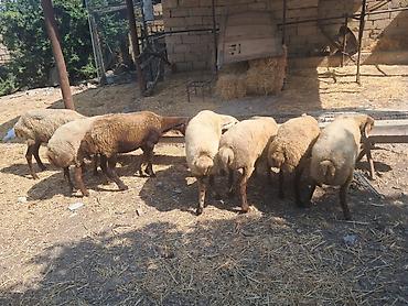 Qoyunlar – ana sürü üçün - Növ: yerli ətlik-quyruqlu qoyunlar - Say
