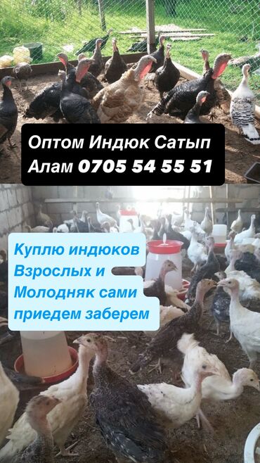 домик для собак: Куплю | Индюки