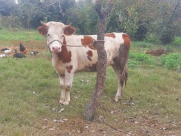simmental inək satilir: Dişi, Simental, il: 1, 380 kq, Südlük, Ətlik, Ödənişli çatdırılma — 1
