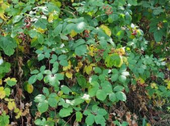 Kommersiya daşınmaz əmlakının satışı: Zaqatalada geniş həyətyanı sahəsi olan fərdi yaşayış evi - 2 — 17