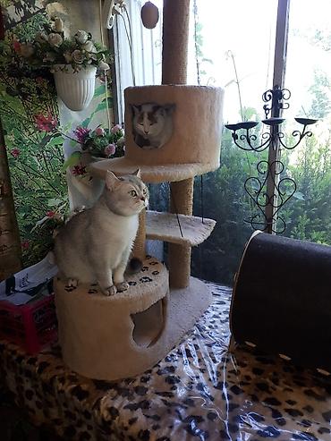 ищу котят: Кото-гостиница! Гостиница для котиков! Платная передержка кошечек — 6
