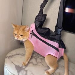 Daşıma çantaları: Pişiklər və mini itlər üçün daşımaq üçün Rüqzak.S razmerdir(2.5 kq) — 8