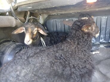 Бараны, овцы: Продаю | Овца (самка), Ягненок | Для разведения