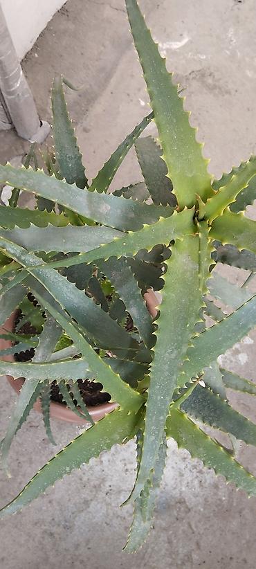 orxideya torpağı: Aloe (sukkulent) – iri, çoxbudaqlı saksı bitkisi - Növ: Aloe — 2