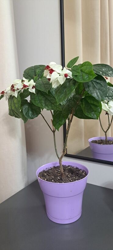 Другие комнатные растения: Клеродендрум Томсона. Цветёт 4-5месяцев красивыми бело-красным цветком