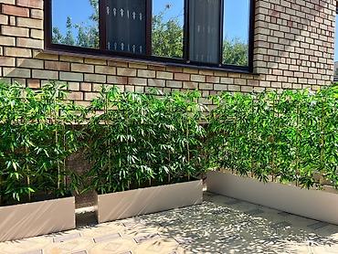 Декоративные цветы: Искусственные деревьяи цветы для вашего интерьера Адрес: г. Бишкек. ул — 2