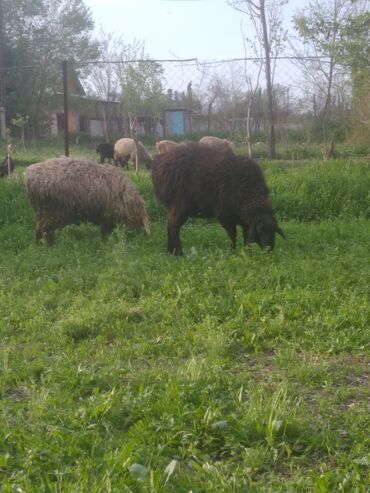 арашан овец: Продаю | Овца (самка), Ягненок, Баран (самец) | На забой, Для разведения