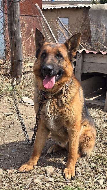 Вязка: Немецкая овчарка, Самец, 4 года, С прививкой, С родословной at lalafo.kg Вязка: Немецкая овчарка, Самец, 4 года, С прививкой, С родословной