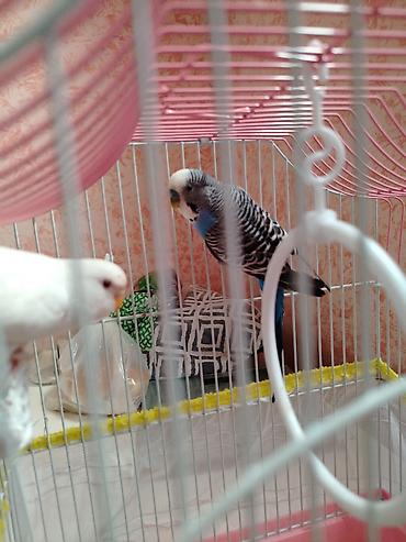 Quşlar: Biri dişi biri erkek məhəbbət quşu satilir qefesle yemle qefes ustu — 1