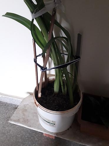 gül toxum satışı: Məhsul: Sansevieria (Əjdaha dili, Qaynana dili) – müxtəlif ölçülərdə — 5
