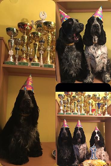 Psi: Engleski koker spanijel u ponudi NOVO LEGLO iz odgajivacnice — 5