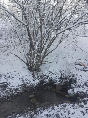 Landşaft işləri: Kupcalı 41 sot torpaq 20 sotda satilir — 15