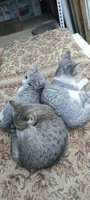 трава для животных: Кошке чуть больше 11 месяцев ( стерелизована) и котята