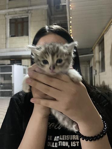 котик 1 месяц: Котёнок, полосатый табби с белыми лапками и грудкой. - Возраст — 4