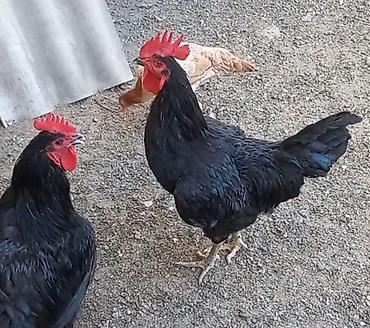 Kənd təsərrüfatı quşları: 5 edet temiz qan 6 aylıg afstroloq cinsi var 3 fere 2 xoruz fereler — 1
