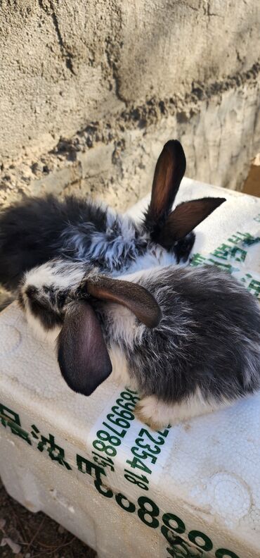 Кролики: Продаю | Крольчата | Серый великан | Для разведения | Племенные — 1