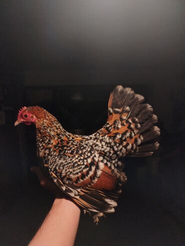 Куры, петухи: Продаю | Куры, Петух — 12