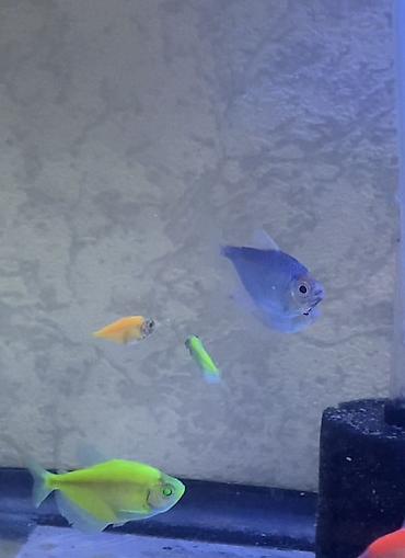 akvarium balıq novləri: Glofish, Sülhsevər, Ünvandan götürmə, Pulsuz çatdırılma, Ödənişli çatdırılma — 2