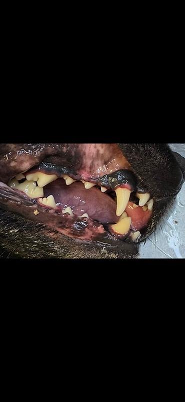 ветеринары: Ультразвуковая чистка зубов для собак и кошек на выезд! Здравствуйте! — 2
