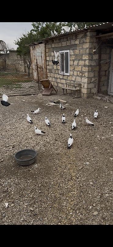 qara toyuq sortu: 1cutden toreme quslardi 30-31denedi icinde pecat qara boyunlar abrez — 2