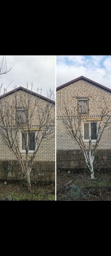 Другие услуги: Обрезка изгороди хвойных деревьев плодовых деревьев Весной Обработка — 7