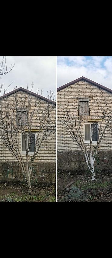 Другие услуги: Обрезка плодовых деревьев Зимняя-Весенняя обрезка сада Садовник, так — 10