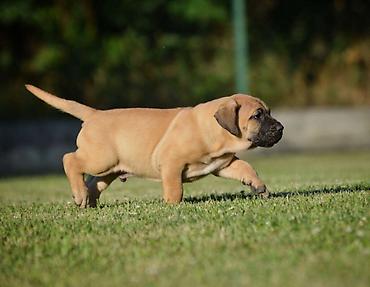 velika pudla: Na prodaju stenci Presa Canario izuzetnih krvnih linija, sa ozbiljnim — 9