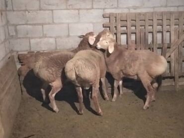 машинка для овца: Продаю | Баран (самец) | Арашан | Для разведения | Племенные