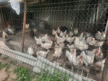 добрый корова: Продаю | Куры | Для разведения