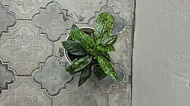 cilədağı bitkisi: Otaq bitkiləri dəsti – ağ saksılarda - Syngonium (ok yarpaqlı — 3