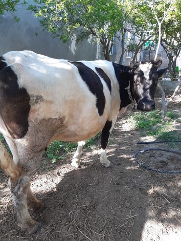 inek sagan aparat qiymeti: Dişi, il: 4, Ətlik, Damazlıq, Südlük