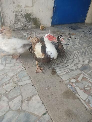 Ördəklər: Tam saglam lal ordekler — 4