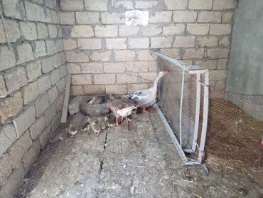 yuxuda qaz balasi gormek: Erkək, Damazlıq, Rayonlara çatdırılma, Ödənişli çatdırılma, Ünvandan götürmə
