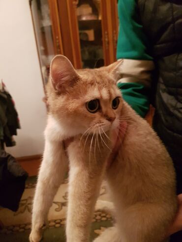 Pişiklər: Qızıl şinşilla, Erkək, Dişi — 1