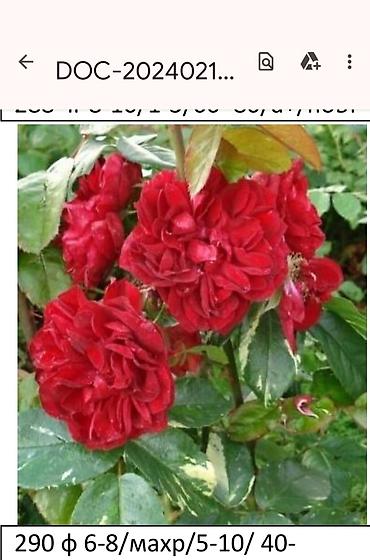 Садовые цветы и кустарники: Корни роз - Крупноцветковая чайно-гибридная роза с — 8