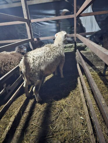 Баран, овца: Продаю | Баран (самец) | Для разведения | Осеменитель — 6