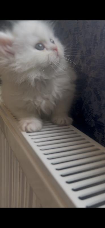 Pişiklər: Şotland, Dişi — 6