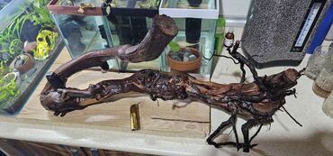 Akvariyuma agac koku.boyuk olcu.uzunu 70 sm enide 50 ya 60 olar