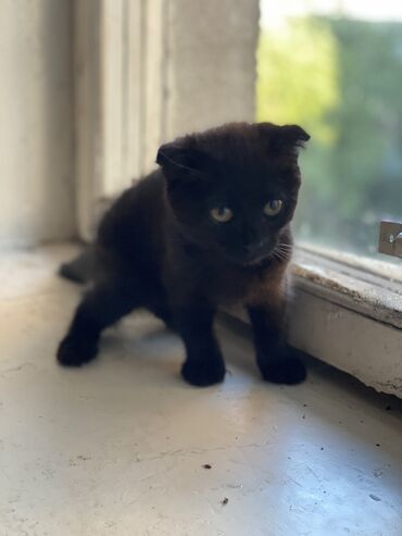 шатланский котенок: Продается котенок 2,5 месяца, мальчик вислоухий порода