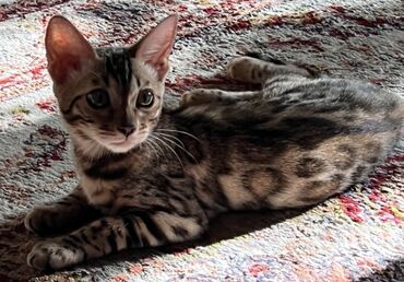 Коты: Продаётся Бенгальская Порода Девочка Красавица 8 месяцев в Разведение