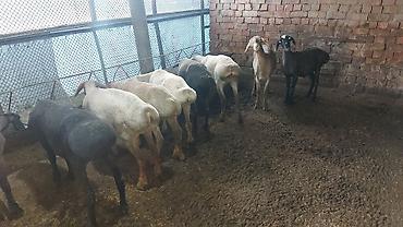 Баран, овца: Продаю | Баран (самец) | На забой | Кастрированные at lalafo.kg — 2 Баран, овца: Продаю | Баран (самец) | На забой | Кастрированные — 2