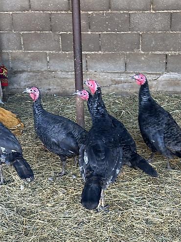 Индюки: Продаю | Индюшка (самка), Индюк (самец) | Черный принц | На забой, Для разведения | Племенные — 2