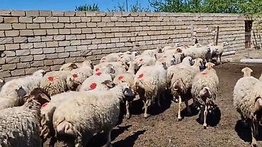 Qoyunlar, qoçlar: Dişi, il: 1, Damazlıq, Pulsuz çatdırılma — 15