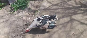 K/t heyvanları və malları: Lal ordektam damazlig,saglam erkey,1yasi var,4kg cekisi — 2