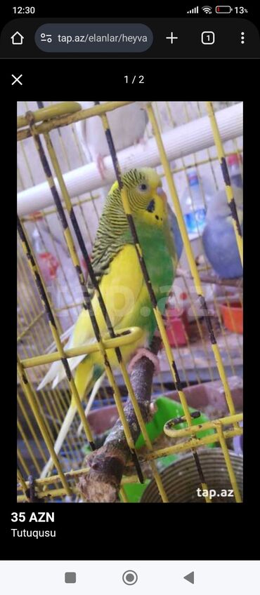 Tutuquşları: Korella tek tek erkey dişi Cüt Valnist qəfəs Valnist 15 Azn balasi — 10