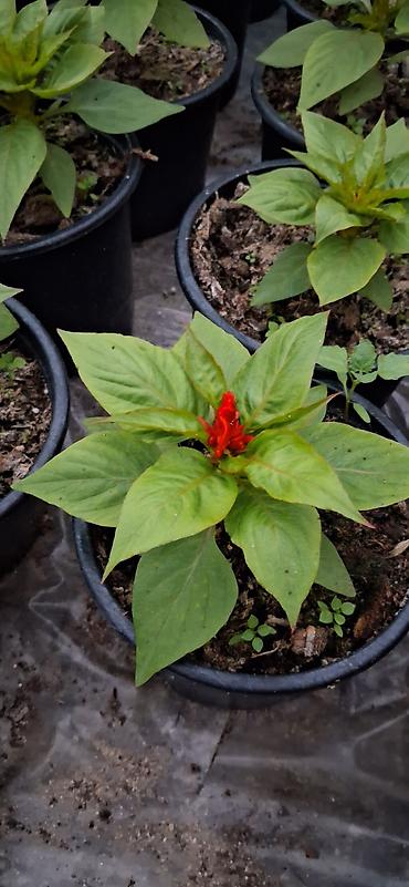 roza gul: Məhsul: Celosia cristata (Xoruztoyuğu, “toyuq tacı”) – qırmızı rəngli — 8