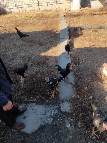 Куры, петухи: Продаю | Петух | Дакан, Бойцовая | Для разведения, Для боев — 7