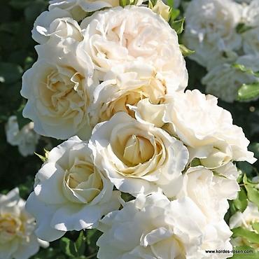 Роза: Роза цена договорная - Крупный махровый бутон классической формы — 10