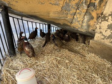 dəvəquşu yumurtası qiyməti: Salam qafqaz ve rumun qirqovullari satilir tam saglam quslardilar