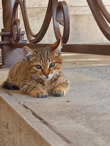 Животные: Котята отдам в добрые руки горшок ходят сами и кушают сами — 5